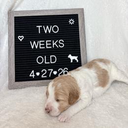 Peach - Yellow and white female Bernedoodle puppy in Sparrows Point, Maryland from Rosie’s Puppies