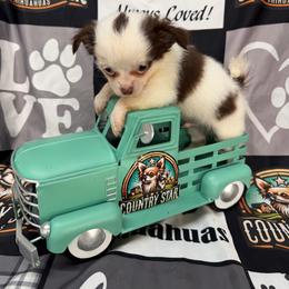 Dopey - Chocolate and white male Chihuahua puppy in Palmyra, Indiana from Country Star Chihuahuas