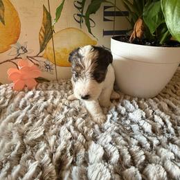 Judy Hopps - White black and tan female Wire Fox Terrier puppy in Liberty, Kentucky from A day in the life of a wire fox terrier