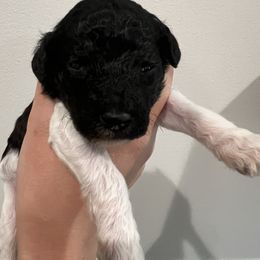 Poodle Puppies from Silver Lining Poodles