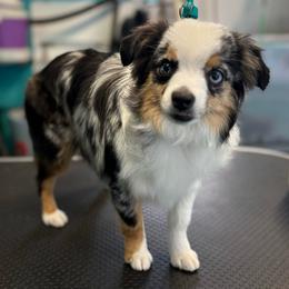 Silvie - Toy Australian Shepherd