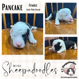 Pancake - Black and white female Sheepadoodle puppy in Bloomfield, New Jersey from C3 Sheepadoodles