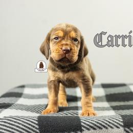 Carrie - Liver and tan female Bloodhound puppy in Wamego, Kansas from Flint Hills Hounds