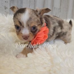 Walnut - Merle female Chihuahua puppy in Bowdon, Georgia from Paschal's Pups