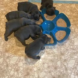 French Bulldog Puppies from Crooked C Ranch