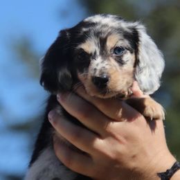 Dachshunds from Flying G Dachshund