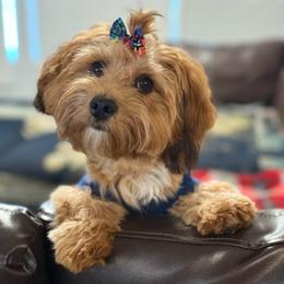 Gracie - Maltipoo