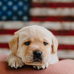 Freedom Ranch Labs - Black Collar Male - Yellow male Labrador Retriever puppy in Davidsonville, Maryland from Freedom Ranch Labs