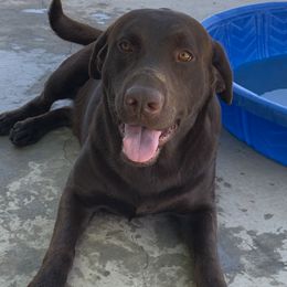 Rocky - Labrador Retriever