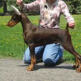 Doberman Pinscher Puppies from Laurel Vail