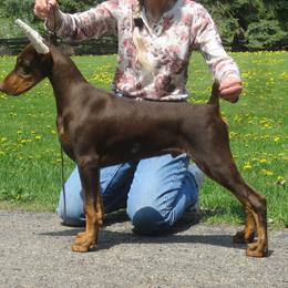 Doberman Pinscher Puppies from Laurel Vail