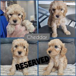 Cheddar - Golden male Cockapoo puppy in Zanesville, Ohio from Southtown Doodles LLC