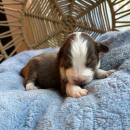 Emily - Red tri-color female Australian Shepherd puppy in Grants Pass, Oregon from Carmel Mountain Aussies
