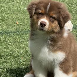 Apollo - Red tri-color male Australian Shepherd puppy in Jacksonville, Florida from Solace Australian Shepherds