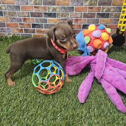 Miniature Pinscher Puppies from Pike's Pups