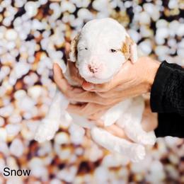Snow - Parti female Goldendoodle puppy in Lakeland, Florida from Rolling Oak Doodles