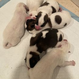 Akita Puppies from Gloe Akita's