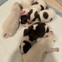Akita Puppies from Gloe Akita's
