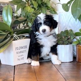 Bernedoodle and Bernese Mountain Dog Puppies from Wild Mountainside Bernedoodles