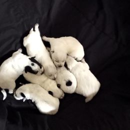 Australian Cattle Dog Puppies from Kurczak Farm LLC