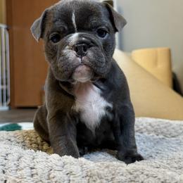 Chai - Blue tri-color female Bulldog puppy in Medical Lake, Washington from Back Forty Boxers and Old English Bulldogs
