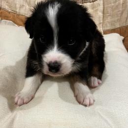 Otamatone - Black tri-color male Australian Shepherd puppy in Bennett, Colorado from Alolan Angel Aussies