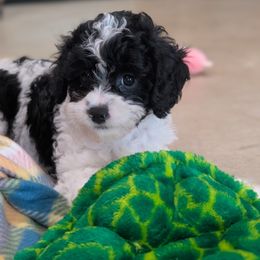Daisy - Black and white female Cavapoo puppy in Rockvale, Tennessee from Robin's Nest Farm