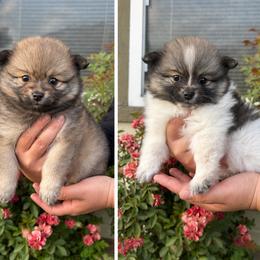 Pomeranian Puppies from Stephanie Gonzalez