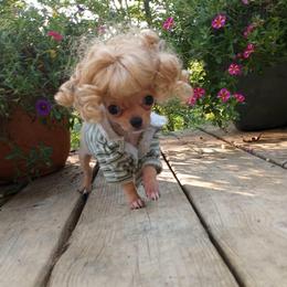 Chihuahua Puppies from Naples Tiny Dogs