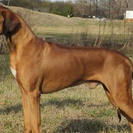 Rhodesian Ridgebacks from Celtic Lore Ridgebacks