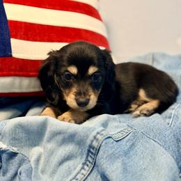 Gibbs - Black and cream male Dachshund puppy in Red Bluff, California from Down The Hill Potterdale
