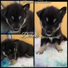 Derek - Black tan and white male Siberian Husky puppy in Bloomfield, Indiana from Paiges lil huskies