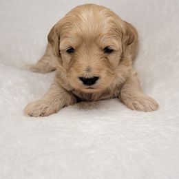 Goldendoodle Puppies from Lake Village Doodles