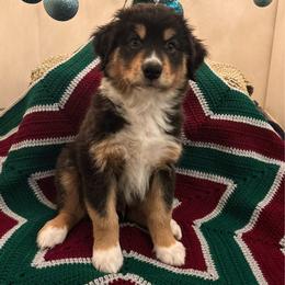 Beetle Juice - Black tri-color male Australian Shepherd puppy in Roy, Utah from Sage House Pups
