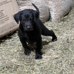 Boy 3 - Black male Labrador Retriever puppy in Black Creek, Wisconsin from Copper View Farm German Shepherds and Labrador Retreivers