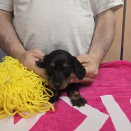 Girl 1 - female Dachshund puppy in Colorado from Keliaire Long Hair Mini Dachshunds