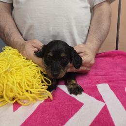Girl 1 - female Dachshund puppy in Colorado from Keliaire Long Hair Mini Dachshunds