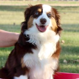 Sasha - Miniature Australian Shepherd