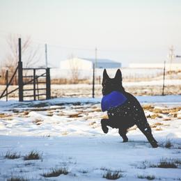 Sir - German Shepherd