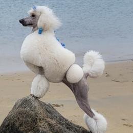 Poodles from Kaitlynn's Poodle Pups
