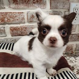 Tristan - Chocolate and white male Chihuahua puppy in Tyner, North Carolina from Hawk's Eye Homestead