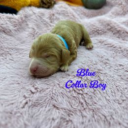 Boy 2 - Apricot male Australian Labradoodle puppy in Rhode Island from Highland Beach Labradoodles