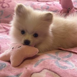 Girl 3 (Yellow for breeder's use only) - Cream parti female Pomeranian puppy in Lookout, West Virginia from Ashley Miller's Pomeranians