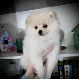 AKC hold light pink collar girl - White female Pomeranian puppy in Lake City, Florida from Tiny Treasures