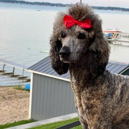 Rubi - Poodle
