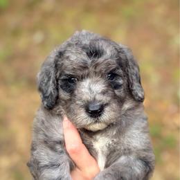 Yellow - Merle male Goldendoodle puppy in Ranger, Georgia from Muscadine Meadows Poodles and Doodles