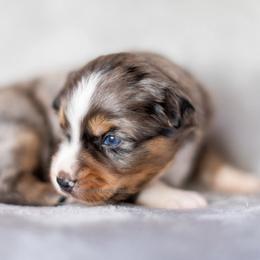 Aussiedoodle and Miniature American Shepherd Puppies from King Family Ranch