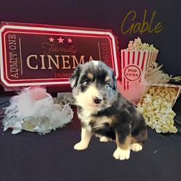 Gable - The Heartthrob - Black tri-color male Australian Shepherd puppy in Pittsville, Wisconsin from Match Dot Pup