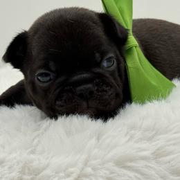 Denver - Brindle male French Bulldog puppy in Largo, Florida from Big Daddy Frenchies