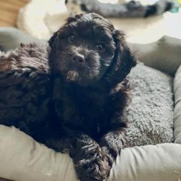 Adalyn - Black female Cavapoo puppy in Lexington, Kentucky from Callaway's Cavaliers